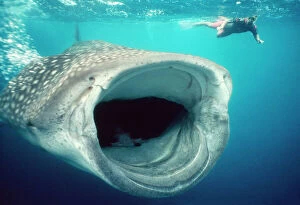 Shark Mouse Mat Collection: Whale Shark - mouth open feeding, & diver. Australia. Worldwide