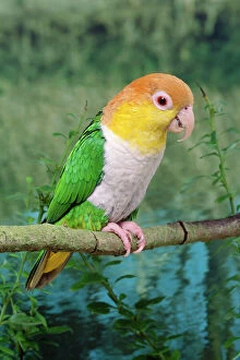 Parrot Jigsaw Puzzle Collection: White-bellied Caique