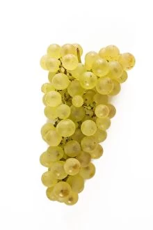 13 Oct 2007 Poster Print Collection: White Grapes - Chasselat