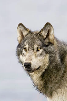 Greater Yellowstone Ecosystem Collection: Wild Grey Wolf - autumn - Greater Yellowstone Area - Wyoming - USA _C3C0069