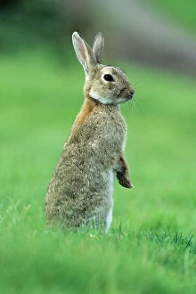 European Rabbit Fine Art Print Collection: Wild Rabbit - standing on back legs, alert Isle of Mull, Scotland