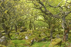 Landscape paintings Photo Mug Collection: Wistmans Wood showing old Oaks and moss covered rocky understory Dartmoor National Park Devon
