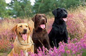 Labrador Collection: Yellow Chocolate & Black Labrador Dogs