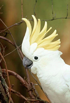 Parrot Premium Framed Print Collection: Yellow-crested / Lesser Sulphur-crested Cockatoo