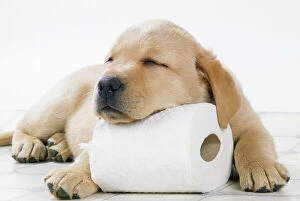 Labrador Collection: Yellow Labrador - puppy asleep on toilet roll, 9 weeks old