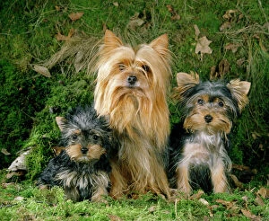 Terrier Collection: Yorkshire Terrier Dog - adult & puppies