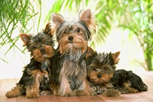 In House Collection: Yorkshire Terrier Dog - with puppies