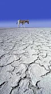 Zebra Poster Print Collection: ZEBRA - in drought landscape