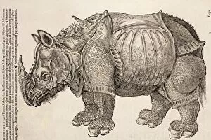 Renaissance art Fine Art Print Collection: 1551 Gesner armoured rhino after Durer