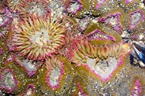 Actiniidae Collection: Aggregating anemone