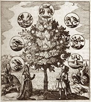 Allegory Collection: Alchemical tree, Philosophia reformata