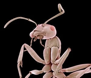 Antenna Collection: Ant, SEM