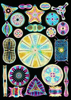 Alga Collection: Art of Diatom algae (from Ernst Haeckel)