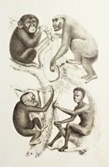 Chimpanzee Pillow Collection: Artwork of four apes, 1874