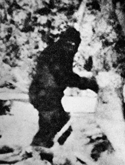 Mystery Collection: Bigfoot film, 1967