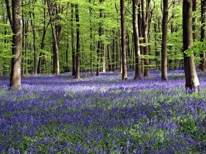 Bulbs Collection: Bluebells in woodland