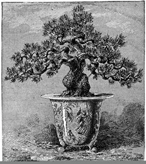 Botanical artwork Photographic Print Collection: Bonsai dwarf pine, 1889 C013 / 8769