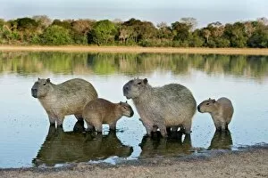 Landscape paintings Mouse Mat Collection: Capybara family