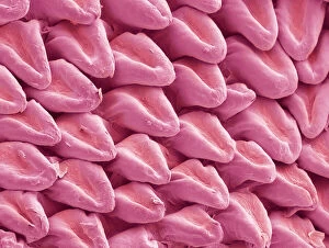 Specialist Imaging Collection: Cat tongue surface, SEM