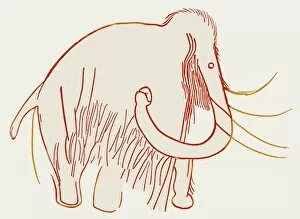 European Cave Canvas Print Collection: Cave painting of a mammoth, artwork
