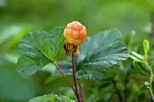 Botanical Poster Print Collection: Cloudberry (Rubus chamaemorus)