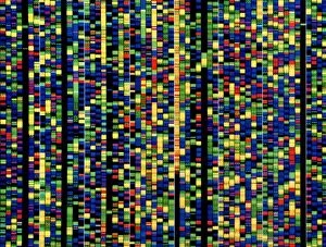 Scientific Posters Fine Art Print Collection: Computer screen showing a human genetic sequence
