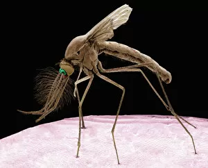 Mosquito Collection: Culex mosquito, SEM
