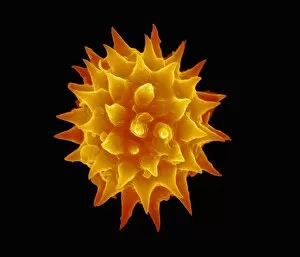SEM Fine Art Print Collection: Dahlia flower pollen, SEM