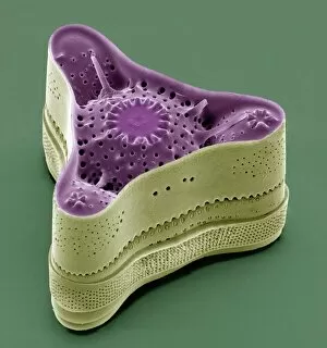 Eukaryotic Collection: Diatom, SEM