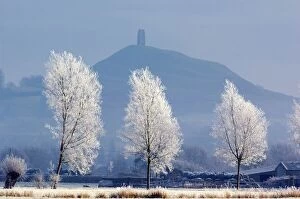 National Trust Collection: Frost-covered trees and Glastonbury Tor