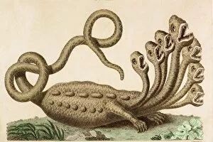 Monstrosity Collection: The Hamburg Hydra Linnaeus revealed fake