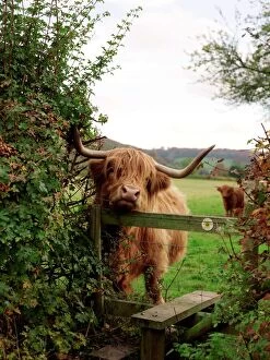 Dangerous Collection: Highland cow