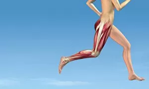 Runner Collection: Leg muscles in running, artwork