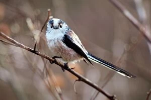 Related Images Poster Print Collection: Long-tailed tit