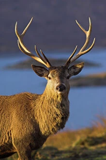 Loch Collection: Mature red deer stag