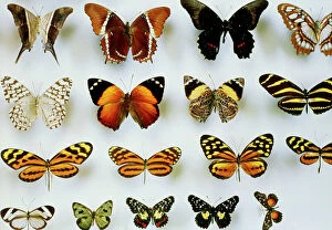 Related Images Jigsaw Puzzle Collection: Mounted butterflies