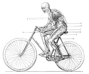 French Collection: Muscles used in cycling, 19th century