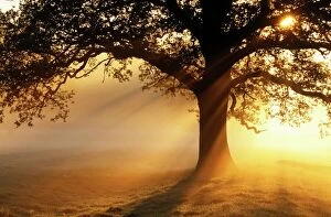 Golden Mouse Collection: Oak tree at sunrise