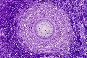Histological Collection: Ovarian follicle, light micrograph C016 / 0519