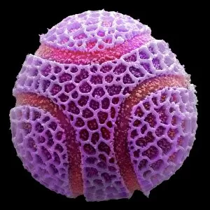 Sex Cell Collection: Passion flower pollen, SEM