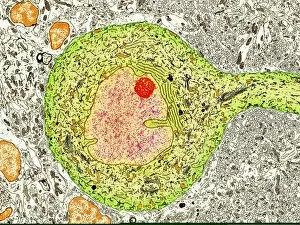 Histological Collection: Purkinje nerve cell, TEM C014 / 0583