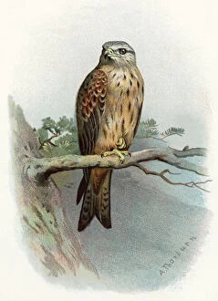 Perch Collection: Red kite, historical artwork