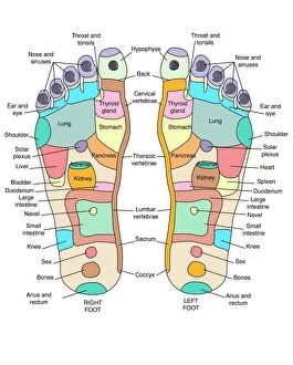 Maps and Charts Premium Framed Print Collection: Reflexology foot map, artwork
