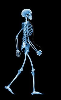 Bones Collection: Skeleton drinking, X-ray