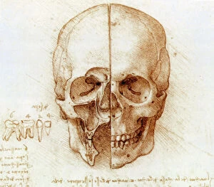Scientific Posters Canvas Print Collection: Skull anatomy by Leonardo da Vinci