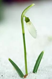 Bulbs Collection: Snowdrops (Galanthus nivalis)