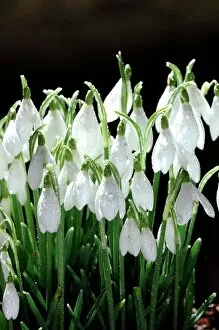 Drop Collection: Snowdrops (Galanthus nivalis)