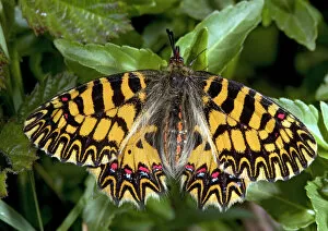 Butter Fly Collection: Southern festoon butterfly
