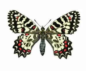 Butter Fly Collection: Spanish festoon butterfly