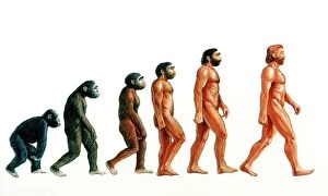 Travelling Collection: Stages in human evolution